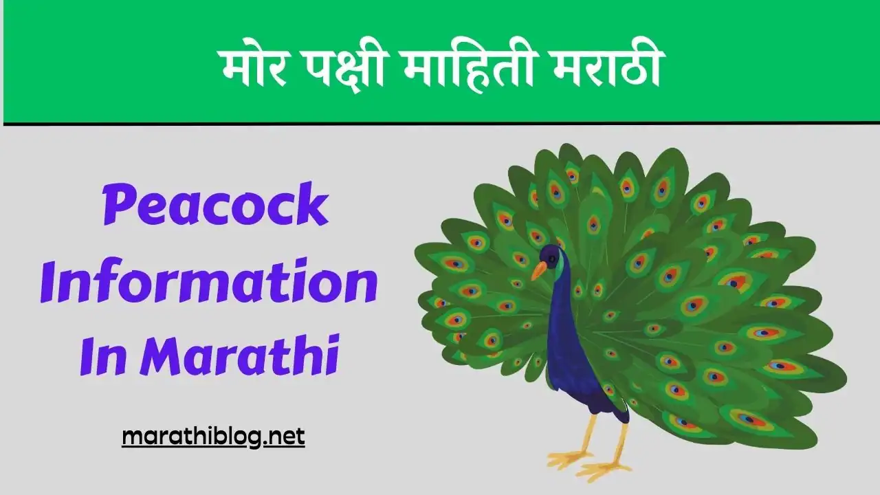 Peacock Information In Marathi